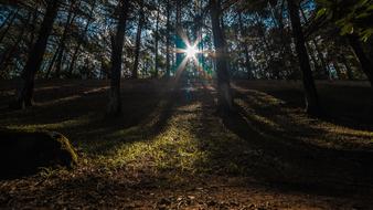 Nature Landscape Forest