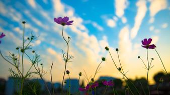 Sunset Flowers Silhouette Blue