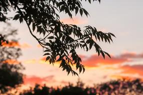 Tree Sunset Nature