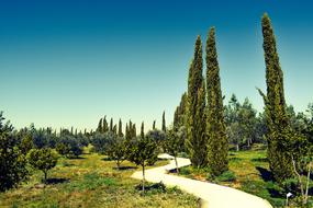 Cyprus Avgorou Cypress scenery