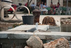 Seagull Summer Sea