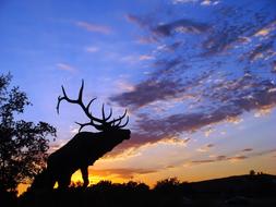 Elk Silhouette Colorful Sky