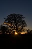 Winter Solstice Tree at dawn