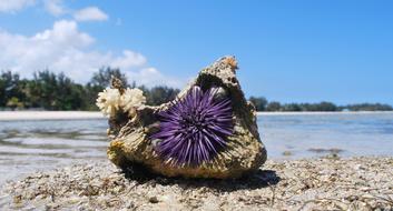 Natural Shell Urchin