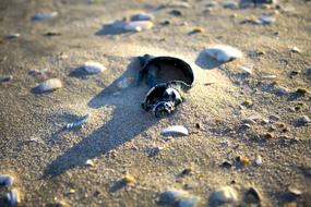 The Atlantic Ocean Shell