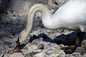 The Stones Bird Swan Neck