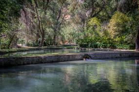 Nature Tree Body Of Water