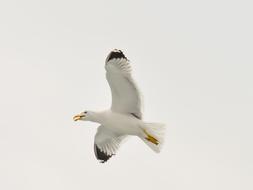 Seagull Bird White