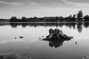 Tree Beach Water