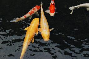 Water Invertebrate Nature