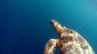 Water Turtle Marina