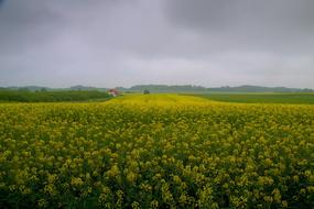 Rapeseed Field Nature