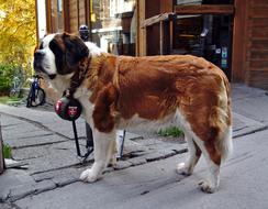 Dog St Bernard Switzerland