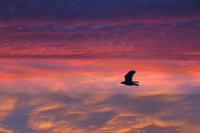 raven Bird Flying at colorful sunset sky