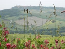 Nature Summer Field