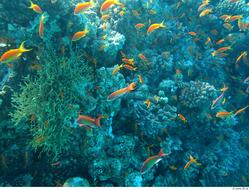 Ocean Life Under Water Colorful