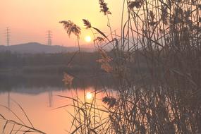 Sunset Reed Riverside