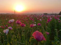 Thriving Mohnfeld Sunset Summer