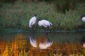 Sunset Wood Stork Treasure Hammock