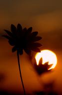 Sunset Flower Sun