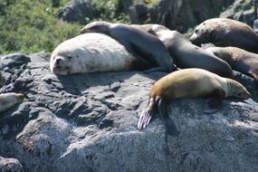 Animals Ocean Sea Lions