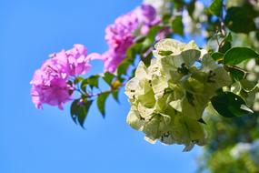 Purple Pink Flower