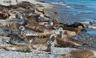 gray seals colony in Helgoland archipelago in Germany