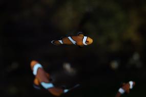 three Clownfish swim in dark water