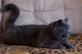 grey Cat lays on blanket at pillow