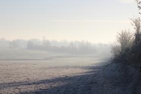 Tree Frost Mist