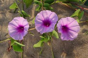 beach morning glory, three pink flowers on vine over sand
