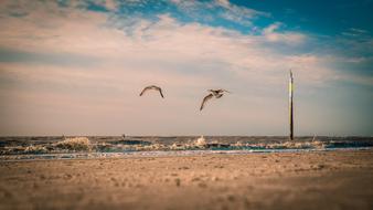 Seagull Beach North Sea