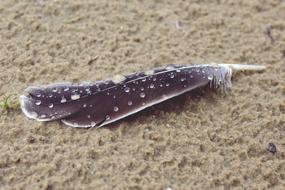 Feather Beach Sand