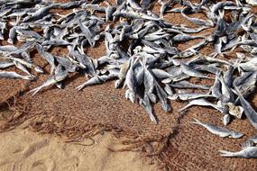 Fish Market Drying Boiling