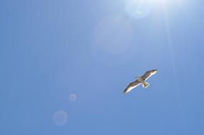 Seagull Vacations Beach