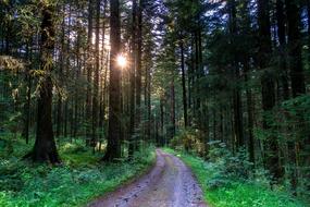 Landscape of forest path Nature