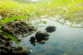 Natural Snails in water