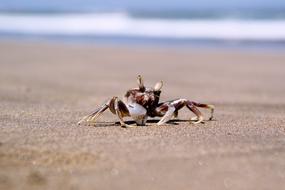 Crab Sea Ocean