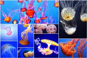 jellyfish jellyfish collage