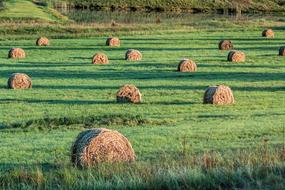 Bales Fodder Hay Cattle feed
