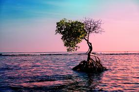 Landscape Water Tree