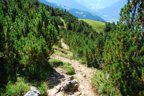 Nature Landscape Tree