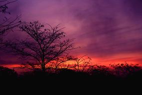 Tree Landscape Nature