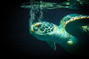 Sea ââTurtle Animal