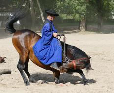 Puszta Hungary Horse