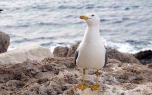 Seagull Gull Water