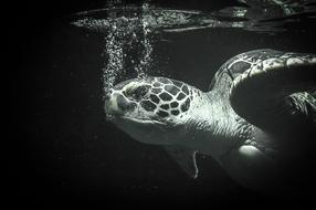 Sea ââTurtle Animal