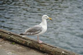 Nature Bird Body Of Water