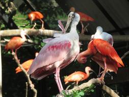 Exotic Flamingo Water Birds