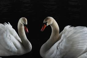 white Bird Swans in dark